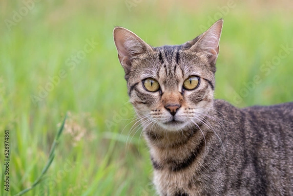 Fototapeta Tabby Cat in the Woods