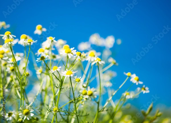 Obraz Medical daisy blooming