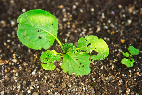 Obraz 虫に食われた小松菜