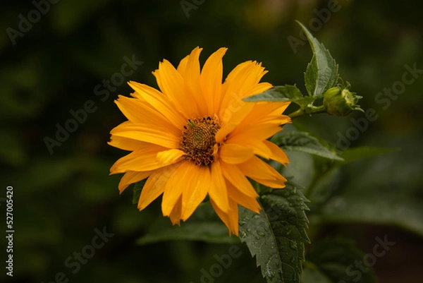 Obraz Słoneczniczek szorstki