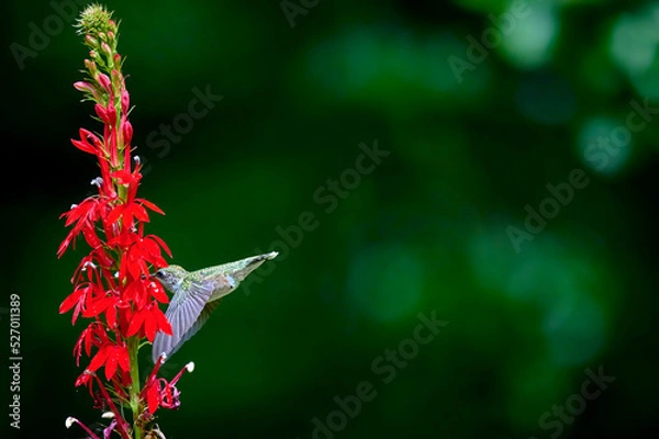 Fototapeta Ruby-throated Hummingbird (rchilochus colubris) in flight feeding on a cardinal flower (Lobelia cardinalis).