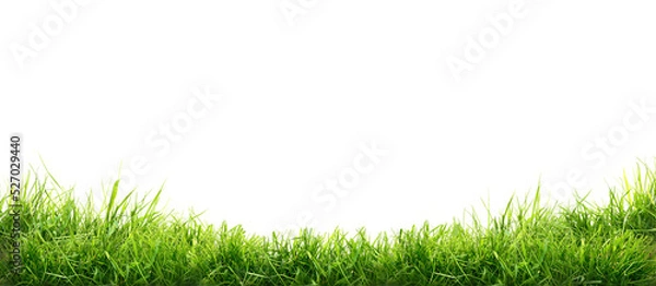 Obraz Fresh green grass isolated against a transparent background