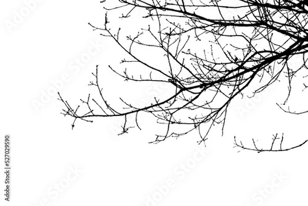 Fototapeta Bare tree branches in winter isolated against a flat background.