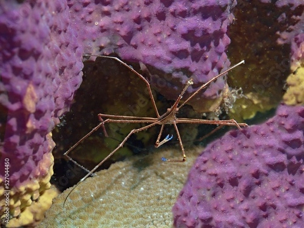 Obraz Arrow Crab on the reef