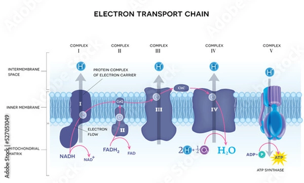 Fototapeta An electron transport chain. Oxidative phosphorylation, the final stage of cellular respiration.  It occurs in the inner mitochondrial membrane in eukaryotes.
