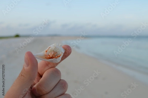 Fototapeta Hand holding crab in shell at sandy beach on Maledives