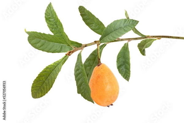 Fototapeta Loquat  on a branch isolated on white
