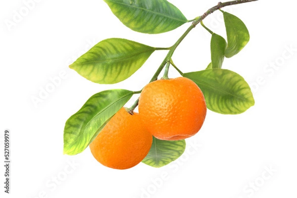 Fototapeta Two tangerines on branch isolated on white