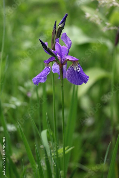 Fototapeta Single flower Siberian iris (Iris sibirica) blooming blue flower in a botanical garden, Lithuania