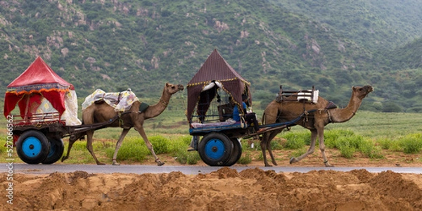 Fototapeta Camel caravan in Pushkar, Rajasthan (India). Nomadic gypsies.
