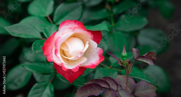 Obraz garden rose close up 