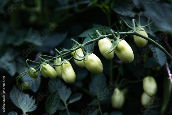 Obraz small green tomatoes on tree line
