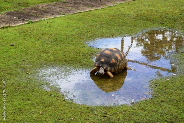 Obraz mauritius island
