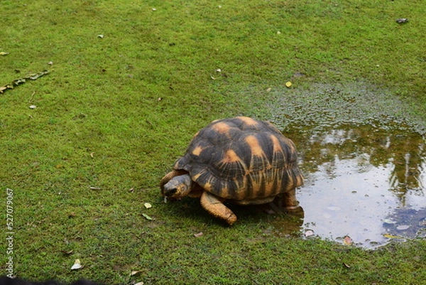 Obraz mauritius island