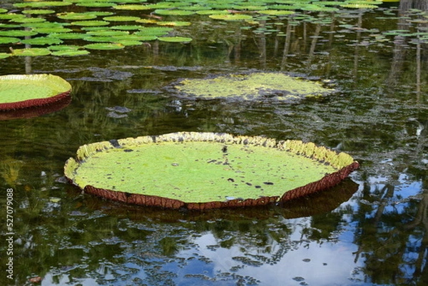 Obraz mauritius island