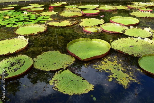Obraz mauritius island