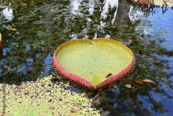 Obraz mauritius island