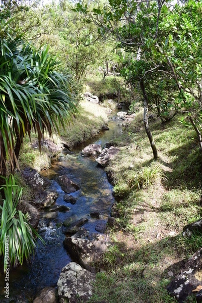 Obraz waterfall in the forest