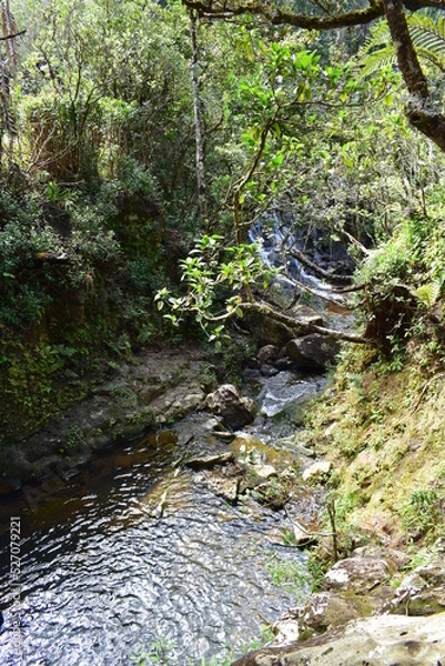 Obraz river in the forest