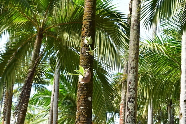 Obraz Mauritius Island