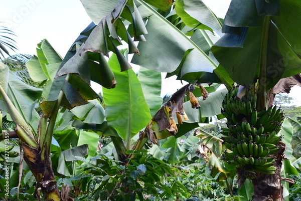 Obraz Mauritius Island