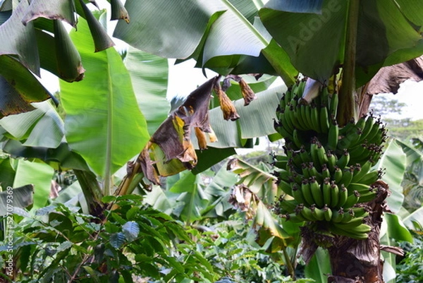 Obraz Mauritius Island