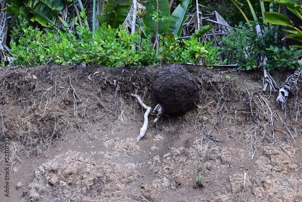 Obraz Mauritius Island