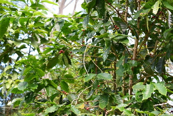 Obraz Mauritius Island