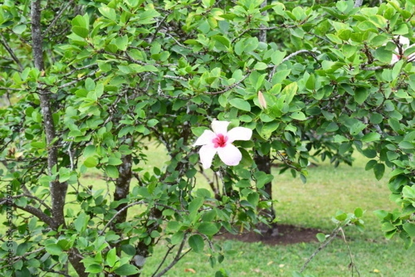 Obraz Mauritius Island