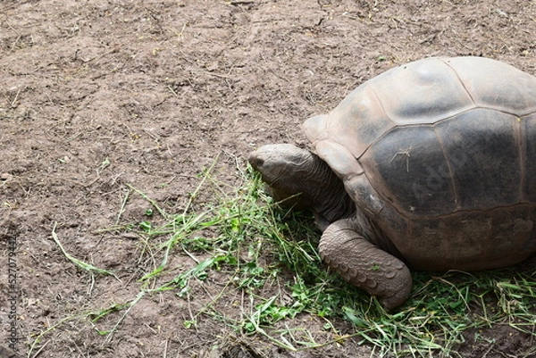 Obraz mauritius chamarel
