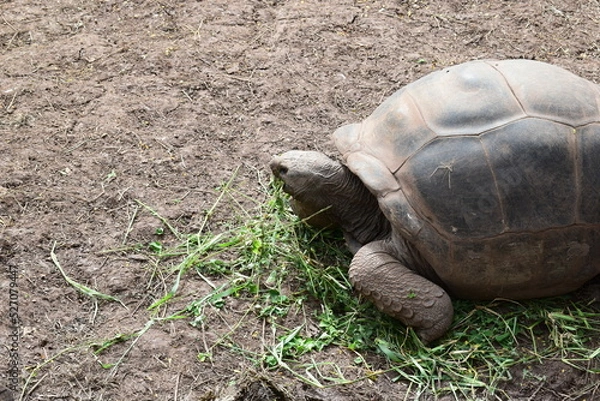 Obraz mauritius chamarel