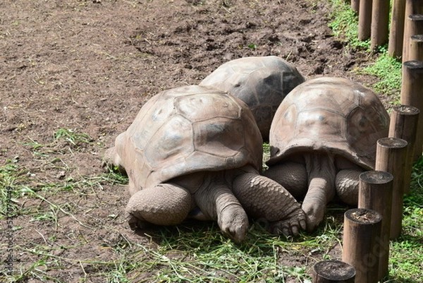 Obraz mauritius chamarel