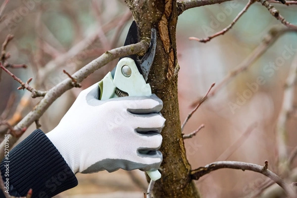 Fototapeta Man with gloves is cutting branches from tree