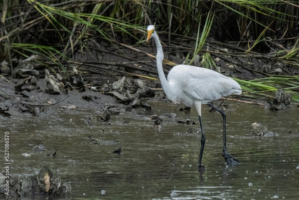 Obraz Great egret