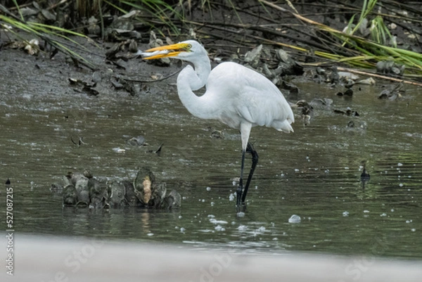 Obraz Great egret