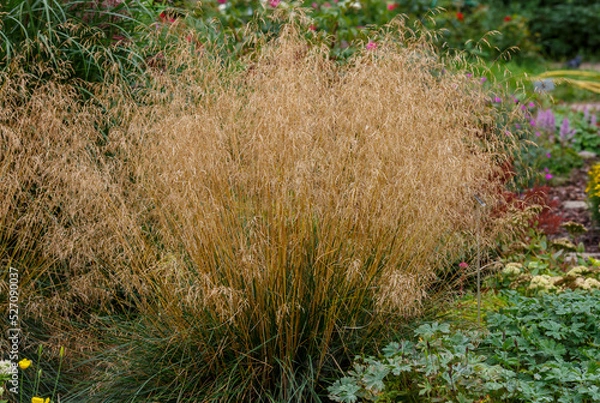 Fototapeta Meadow soddy , or Pike ( lat. Deschampsia cespitosa )