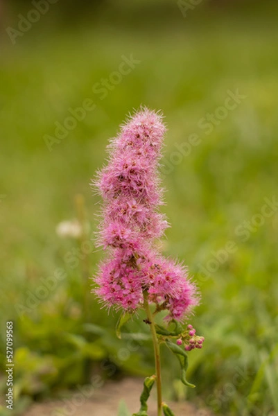 Obraz Tawuła Douglasa