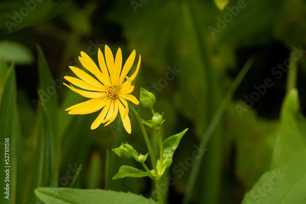Obraz Rożnik przerośnięty. 