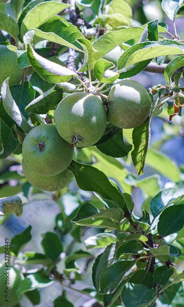 Fototapeta A green apple on a branch of an apple tree