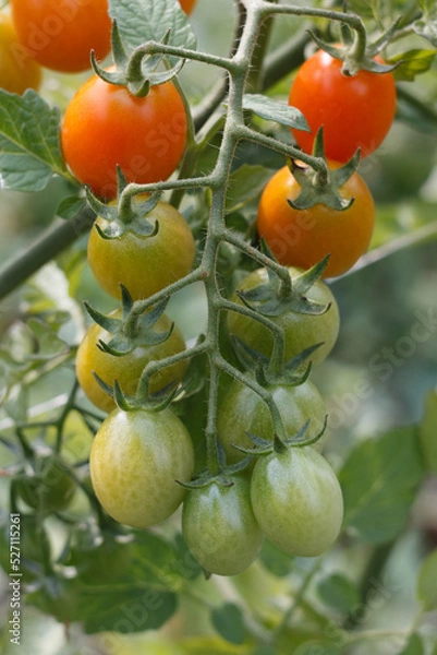 Obraz tomatoes on a branch