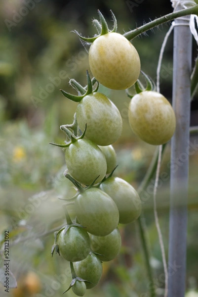Obraz tomatoes on the vine