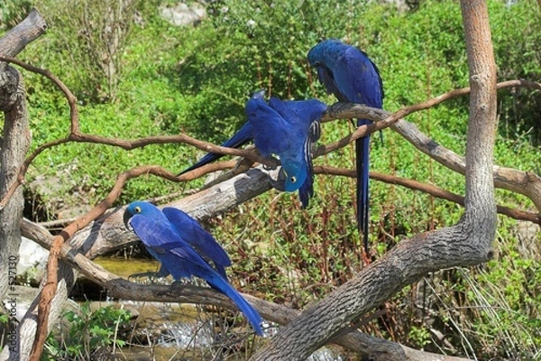 Obraz hyacinth macaw & friends