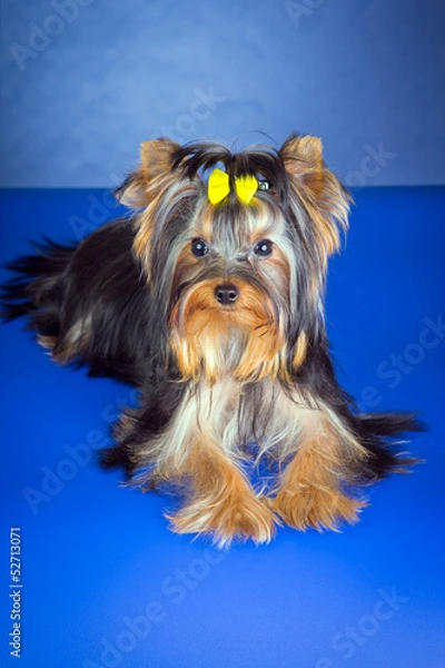 Fototapeta Young Yorkshire Terrier