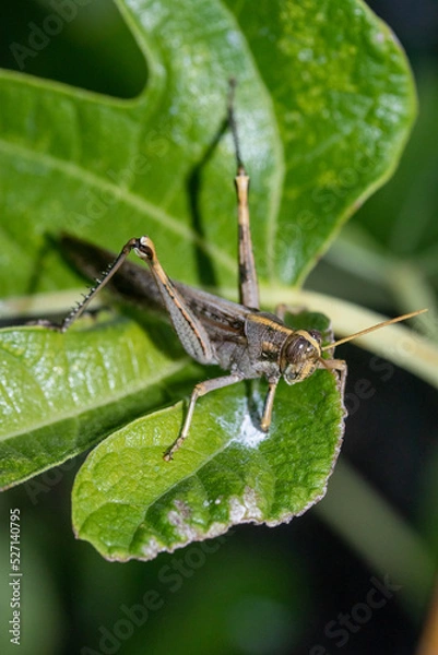 Obraz Gray Bird Grasshopper sitting on a Fig Leaf