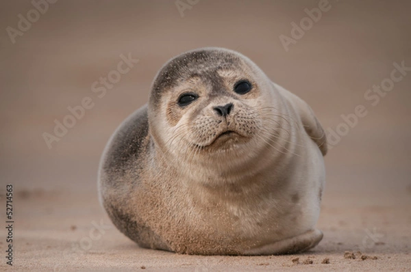 Fototapeta Seal Pup