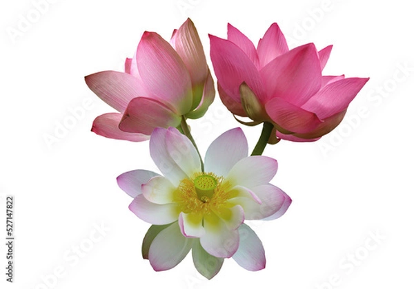 Fototapeta Pink lotus flowers, isolated on white background. Object with clipping path