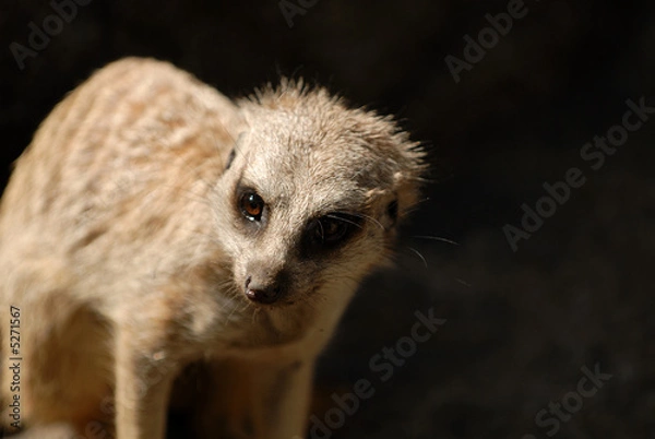Fototapeta Meerkat