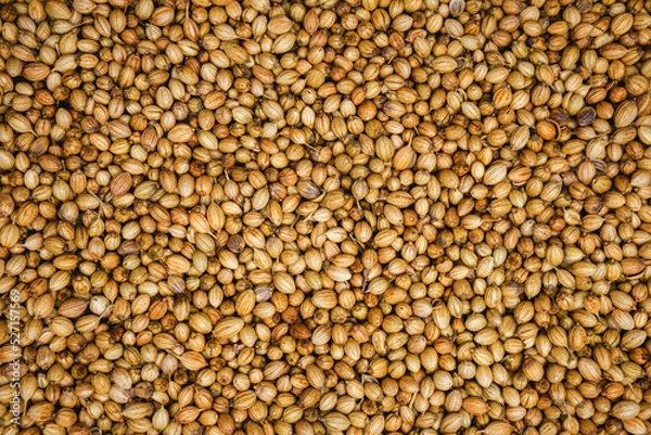 Obraz Flat lay background of dried coriander seeds used in Mediterranean and Asian cooking