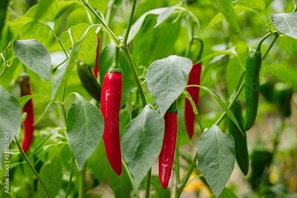 Obraz Gochujang King, a type of Korean hot chili pepper, ripened to red growing on the vine in an organic home garden