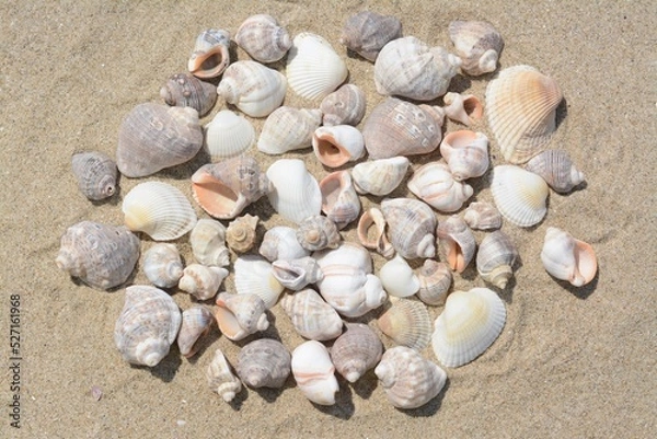 Fototapeta Many beautiful sea shells on sandy beach, above view